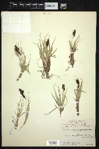 Carex melanantha image