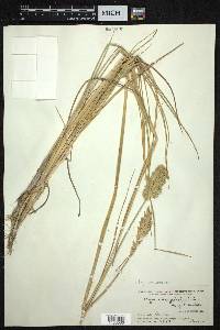 Leymus secalinus image
