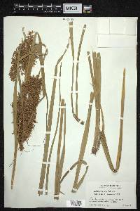 Carex cruciata image