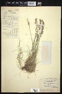 Melica persica image