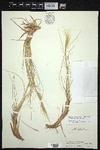 Psathyrostachys fragilis image