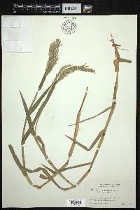 Panicum paludosum image