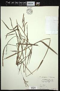 Paspalum scrobiculatum image