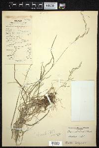 Poa sterilis image