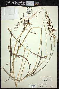 Sorghum nitidum image