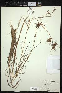 Themeda triandra image