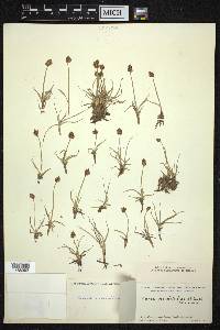 Carex maritima image