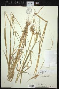 Triticum boeoticum image