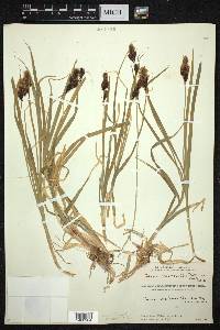 Carex moorcroftii image