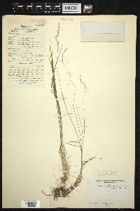 Poa sterilis image