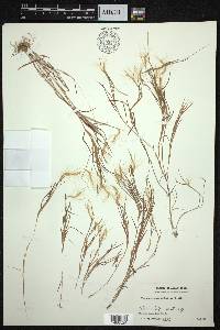 Pogonatherum crinitum image