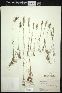 Poa bulbosa subsp. vivipara image