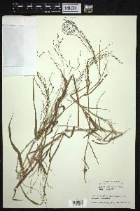 Panicum bisulcatum image