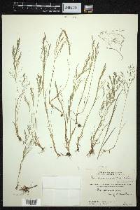 Poa persica image