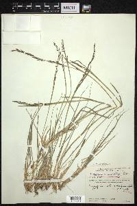 Piptatherum molinioides image