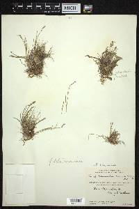 Poa albertii subsp. albertii image