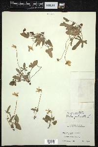 Viola palmata image