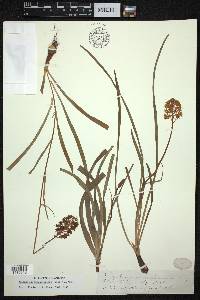 Amianthium muscitoxicum image