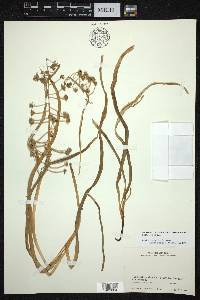Fritillaria olivieri image