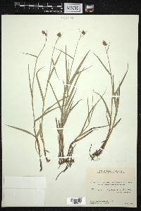 Fuirena pubescens image