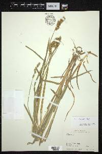 Carex otrubae image