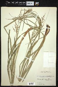 Carex filicina image