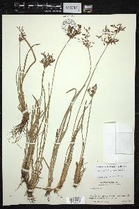 Fimbristylis complanata image