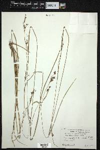 Rhynchospora rugosa image