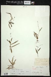 Murdannia nudiflora image