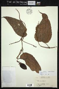 Stemona tuberosa image