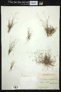 Isolepis setacea image