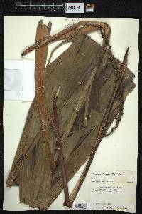 Pinanga gracilis image
