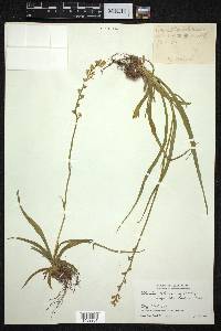 Aletris pauciflora image