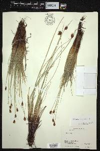 Schoenus nigricans image