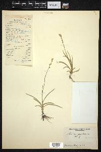 Aletris pauciflora image
