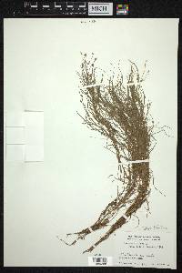 Isolepis fluitans image