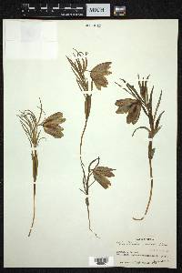 Fritillaria cirrhosa image