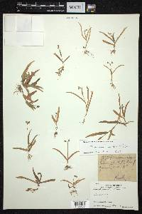 Murdannia nudiflora image