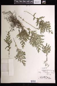 Selaginella pallescens image