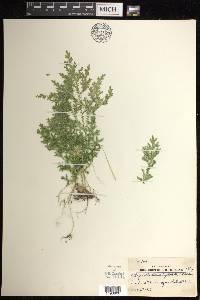 Selaginella stenophylla image