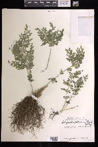 Selaginella pallescens image