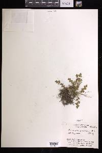 Selaginella pallescens image