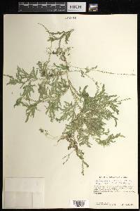 Selaginella sertata image