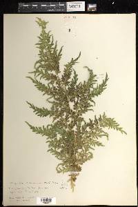 Selaginella willdenowii image