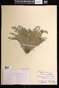 Selaginella pallescens image