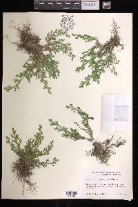 Selaginella pallescens image