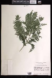 Selaginella oaxacana image