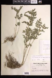 Selaginella pallescens image