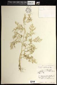 Selaginella silvestris image