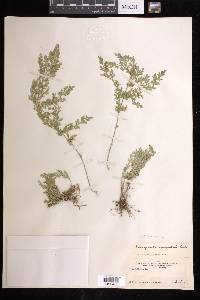 Selaginella pallescens image